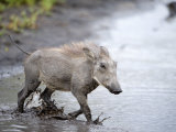 Warthog Crossing a Stream, Tarangire National Park, Tanzania Photographic Print