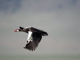 Spurwinged Goose in Flight, Ngorongoro Crater, Ngorongoro, Tanzania Photographic Print