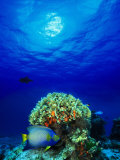 Queen Angelfish and Blue Chromis with Black Durgon in the Sea Photographie