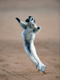 Verreaux's Sifaka Dancing in a Field, Berenty, Madagascar Photographic Print
