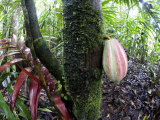Cocoa Tree in a Rainforest, Costa Rica - Fotografik Baskı Cocoa Tree in a Rainforest, Costa Rica - Fotografik Baskı