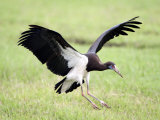 Abdim's Stork Landing in a Field, Ngorongoro Crater, Ngorongoro, Tanzania Photographic Print
