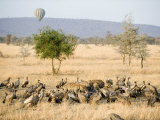 Spotted Hyenas and Vultures Squabbling over Dead Hippopotamus, Serengeti, Tanzania Photographie