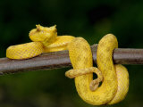 Close-Up of an Eyelash Viper, Arenal Volcano, Costa Rica Photographie