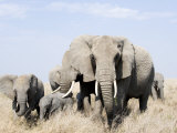 African Elephants in a Forest, Serengeti, Tanzania Photographic Print