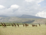 Masai Giraffes in a Forest, Lake Manyara, Tanzania Photographic Print