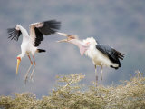 Yellow-Billed Stork and a Marabou Stork Fighting over a Perch, Lake Manyara, Tanzania Photographic Print
