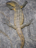 Nile Monitor Lizard on a Rock, Tarangire National Park, Tanzania Photographic Print