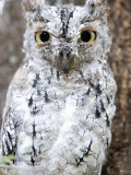 African Scops Owl Perching on a Branch, Tarangire National Park, Tanzania Photographic Print