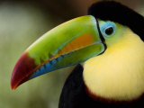 Close-Up of Keel-Billed Toucan, Costa Rica Photographic Print