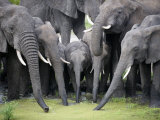African Elephants Drinking Water in a Pond, Tarangire National Park, Tanzania Photographic Print