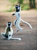Verreaux's Sifaka Dancing in a Field, Berenty, Madagascar Photographic Print