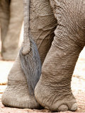 Close-Up of Legs and Tail of an African Elephant, Lake Manyara, Tanzania Lámina fotográfica