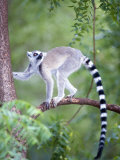 Ring-Tailed Lemur Climbing a Tree, Berenty, Madagascar Photographic Print