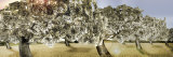 Orchard of Money with Dead Grass Photographic Print by Panoramic Images 