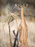 Female Gerenuk Eating Leaves, Samburu National Park, Rift Valley Province, Kenya Photographic Print