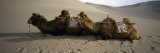 Two Camels Sitting in a Desert, Dunhuang, Jiuquan, Gansu Province, China Lámina fotográfica por Panoramic Images