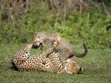 Cheetah Cub Playing with its Mother, Ndutu, Ngorongoro, Tanzania Photographic Print