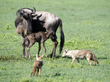 Newborn Wildebeest Calf and Mother with Hunting Golden Jackals, Ngorongoro Crater, Tanzania Lámina fotográfica Newborn Wildebeest Calf and Mother with Hunting Golden Jackals, Ngorongoro Crater, Tanzania Lámina fotográfica