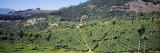 Tea Plantation, Coonoor, Nilgiris, Kerala, India Lámina fotográfica por Panoramic Images