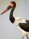 Close-Up of a Saddle Billed Stork Bird, Tarangire National Park, Tanzania Photographie