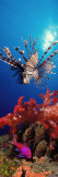 Lionfish and Squarespot Anthias with Soft Corals in the Ocean Photographic Print by Panoramic Images 