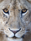 Close-Up of a Lioness, Tarangire National Park, Tanzania Fotografisk tryk