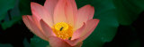 Lotus with Bees in a Pond Photographic Print by Panoramic Images 