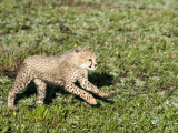 Cheetah Cub Running in a Forest, Ndutu, Ngorongoro, Tanzania Photographic Print