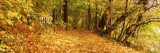 Autumnal Trees in a Park, Isar Trail, Munich, Bavaria, Germany Photographic Print by Panoramic Images 