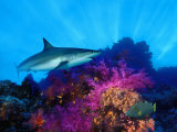 Caribbean Reef Shark and Soft Corals in the Ocean Photographic Print