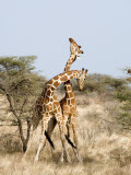 Reticulated Giraffes Necking in a Field, Samburu National Park, Rift Valley Province, Kenya Photographic Print