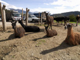 Animals for Sale at an Animal Market, Otavalo, Imbabura Province, Ecuador Fotografie-Druck