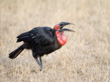 Close-Up of a Ground Hornbill Calling, Tarangire National Park, Tanzania Photographie