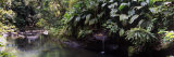 Stream Passing Through a Tropical Rainforest, Guadeloupe Photographic Print by Panoramic Images 