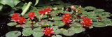 Water Lilies in a Pond, Sunken Garden, Olbrich Botanical Gardens, Madison, Wisconsin, USA Photographic Print by Panoramic Images 