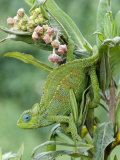 Close-Up of a Dwarf Chameleon, Ngorongoro Crater, Ngorongoro, Tanzania Photographic Print