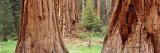 Sapling Among Full Grown Sequoias, Sequoia National Park, California, USA Reprodukcja zdjęcia autor Panoramic Images Sapling Among Full Grown Sequoias, Sequoia National Park, California, USA Reprodukcja zdjęcia autor Panoramic Images