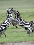 Burchell's Zebras Fighting in a Field, Ngorongoro Crater, Ngorongoro, Tanzania Photographic Print