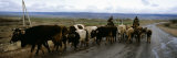 Cattle Being Herded on a Road, Kyrgyzstan Photographic Print by Panoramic Images 
