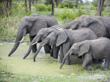 African Elephants Drinking Water in a Pond, Tarangire National Park, Tanzania Photographie