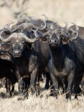 Cape Buffaloes in a Forest, Serengeti, Tanzania Photographic Print