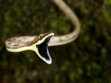 Close-Up of a Vine Snake with its Mouth Open, Costa Rica Photographic Print