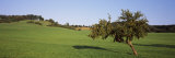 Apple Tree in a Field, Baden-Wurttemberg, Germany Photographic Print by Panoramic Images 