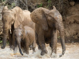 African Elephants Playing with Water, Samburu National Park, Rift Valley Province, Kenya Photographic Print