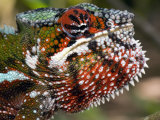 Close-Up of a Panther Chameleon, Andasibe-Mantadia National Park, Madagascar Fotografie-Druck