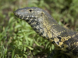 Close-Up of a Nile Monitor Lizard in a Forest, Tarangire National Park, Tanzania Photographic Print