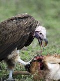 Lappet-Faced Vulture Eating a Wildebeest Calf, Masai Mara National Reserve, Kenya Photographie