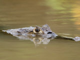 Close-Up of a Spectacled Caiman Swimming in Water, Cano Negro, Costa Rica Lámina fotográfica Close-Up of a Spectacled Caiman Swimming in Water, Cano Negro, Costa Rica Lámina fotográfica