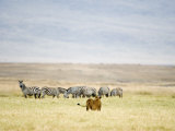 Lioness Looking at a Herd of Zebras, Ngorongoro Crater, Ngorongoro, Tanzania Photographic Print